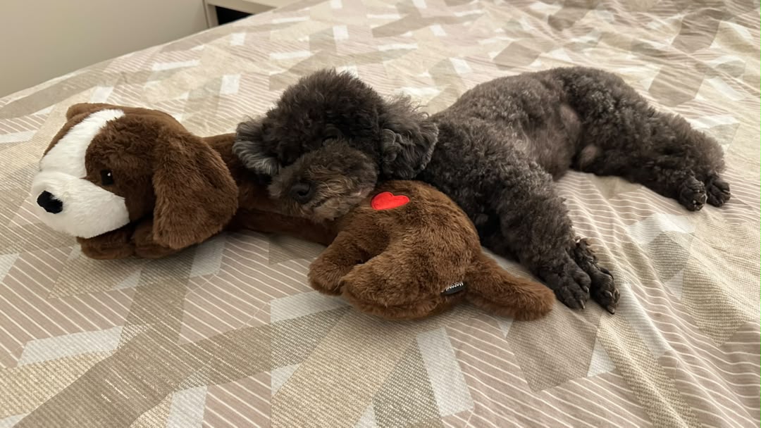 The Puppy Companion