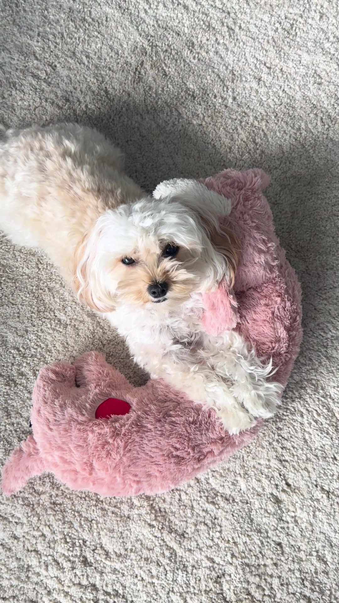 The Puppy Companion